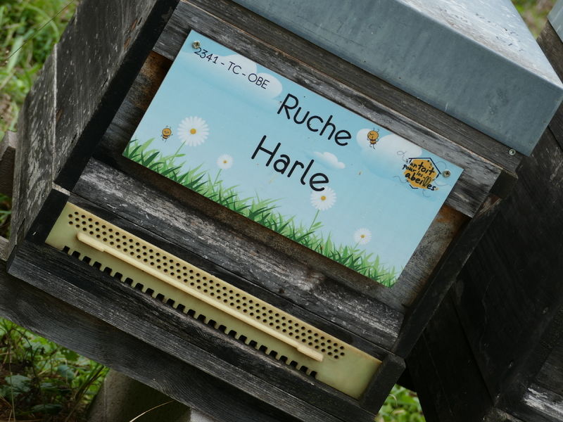 La ruche Harle