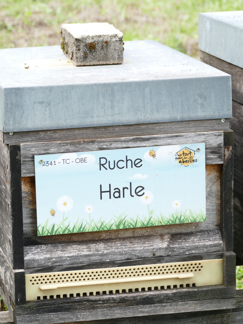 La ruche Harle