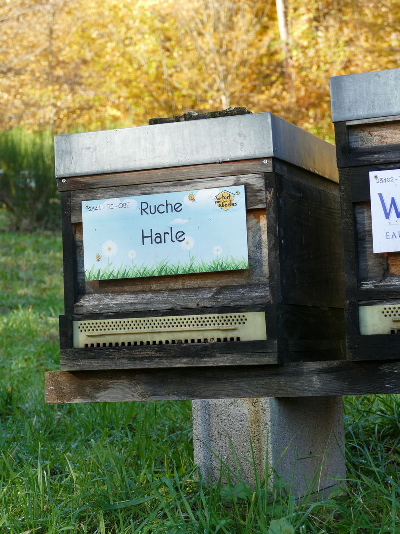 La ruche Harle