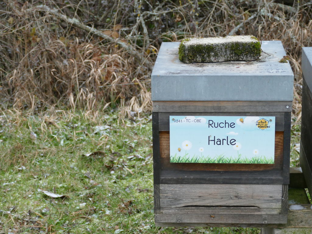 La ruche Harle