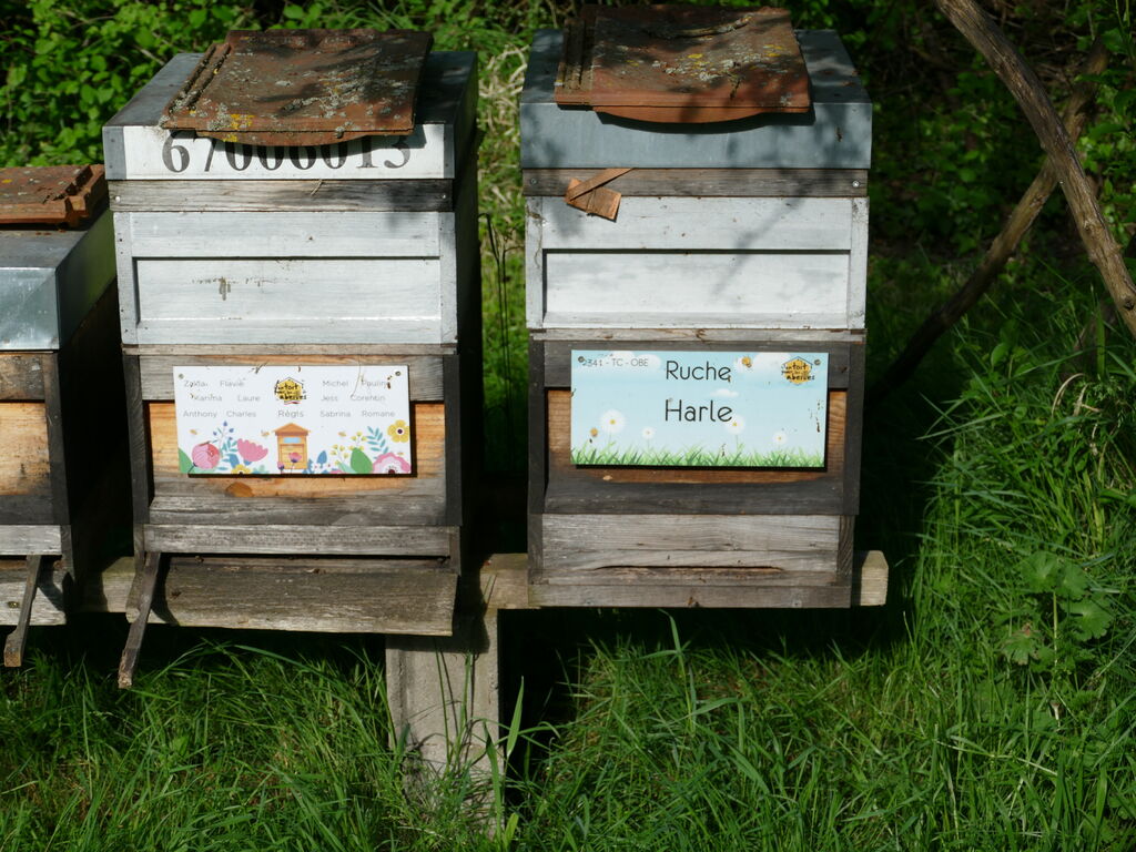 La ruche Harle