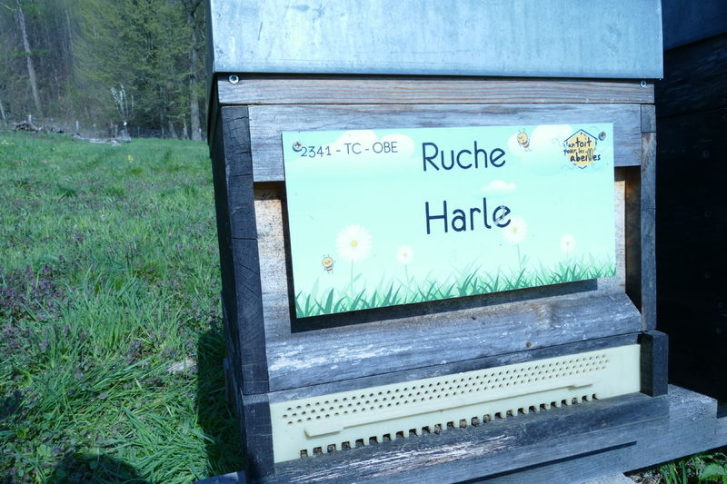 La ruche Harle