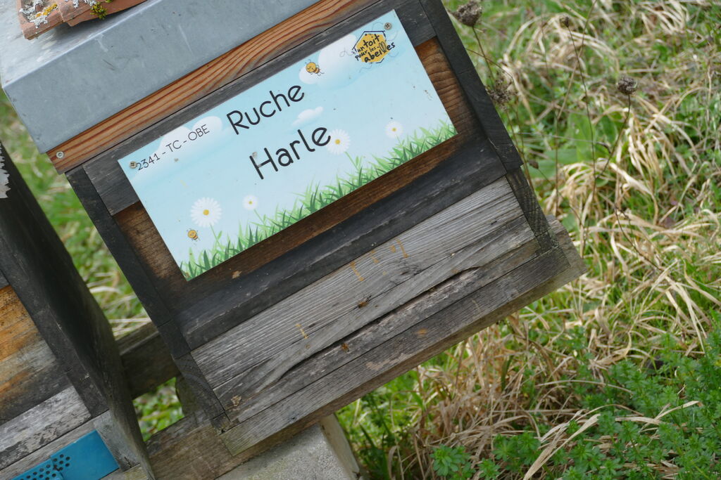 La ruche Harle
