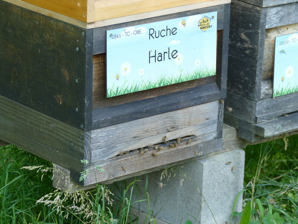 La ruche Harle