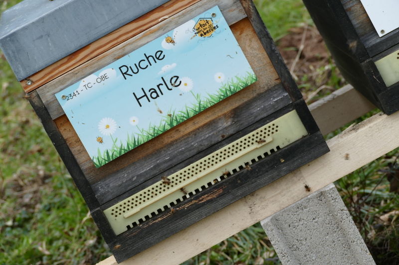 La ruche Harle