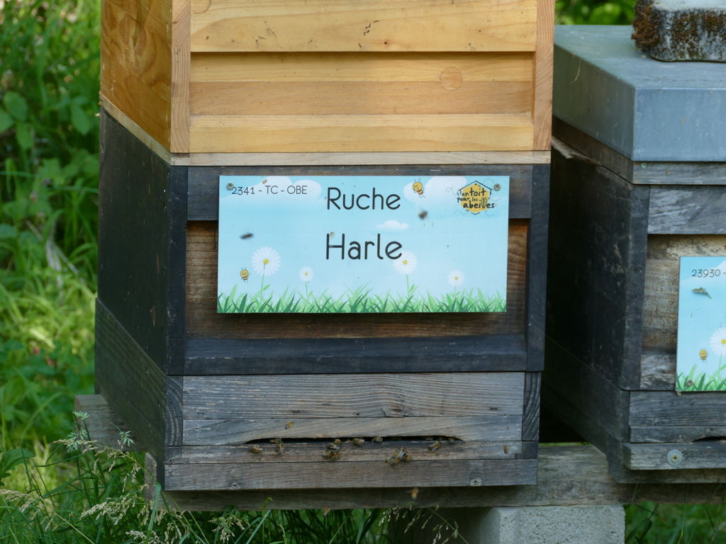 La ruche Harle
