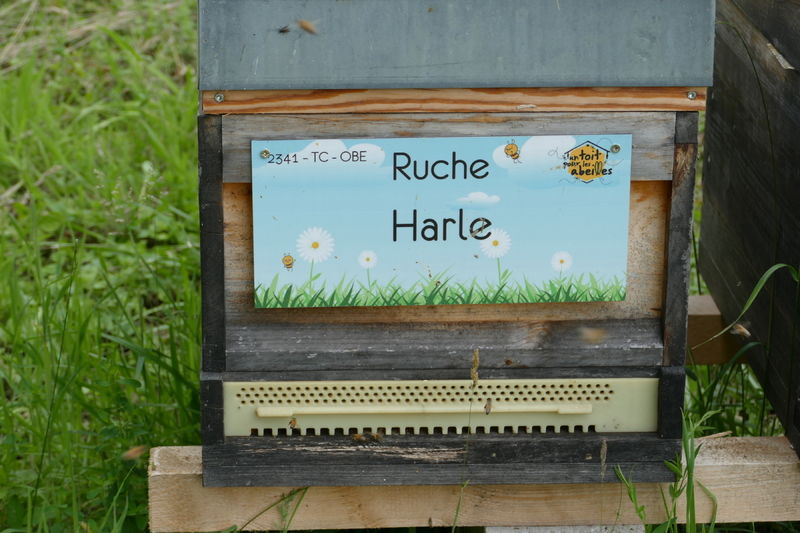 La ruche Harle