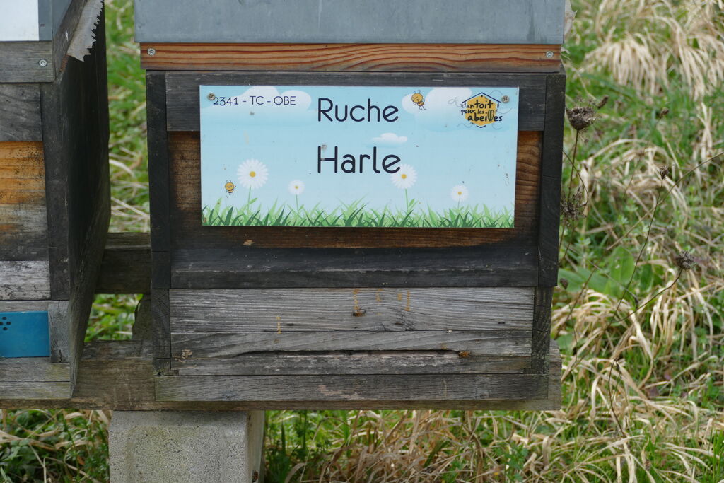 La ruche Harle