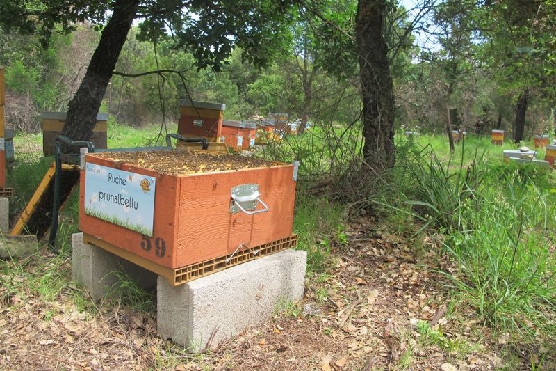 La ruche Prunalbellu