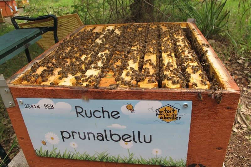 La ruche Prunalbellu