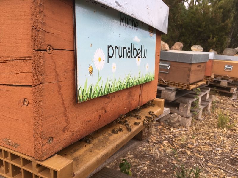 La ruche Prunalbellu