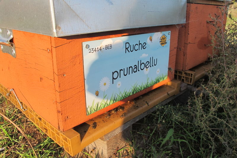 La ruche Prunalbellu