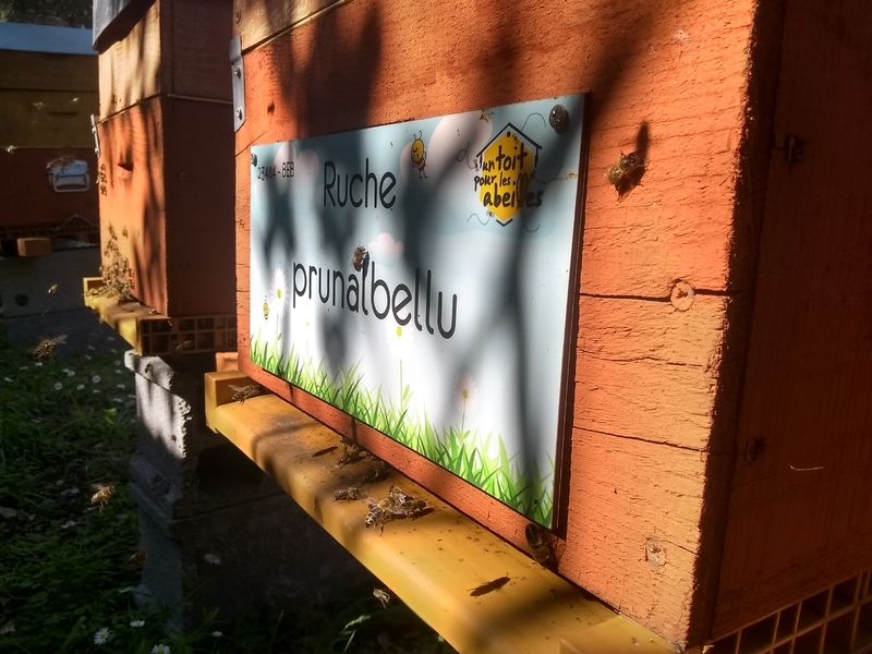 La ruche Prunalbellu