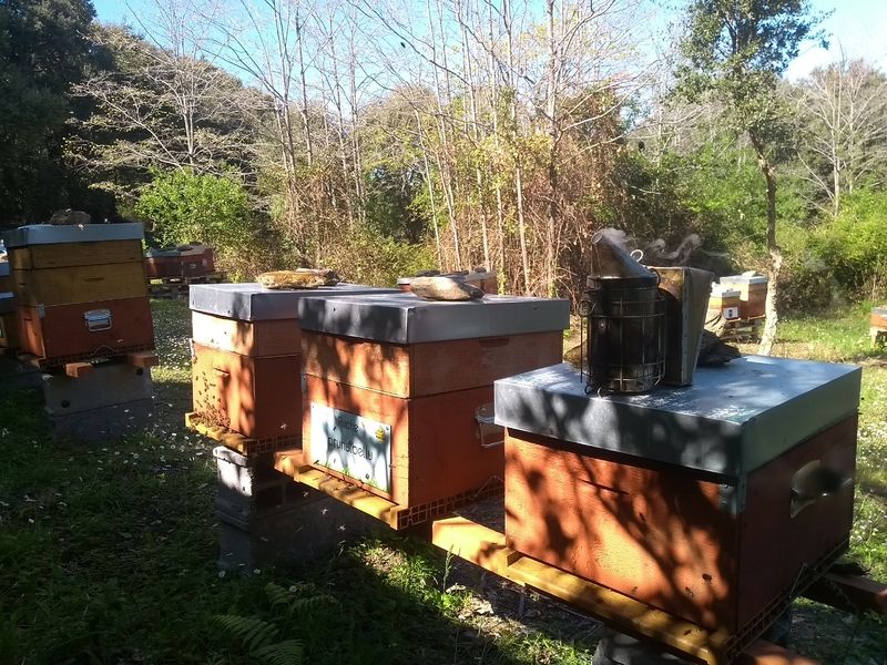 La ruche Prunalbellu