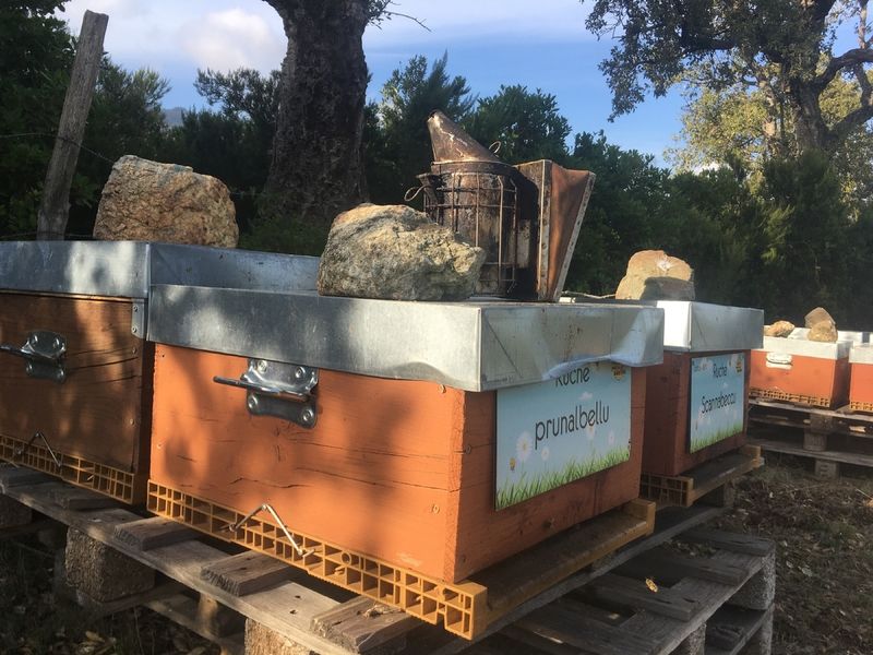 La ruche Prunalbellu