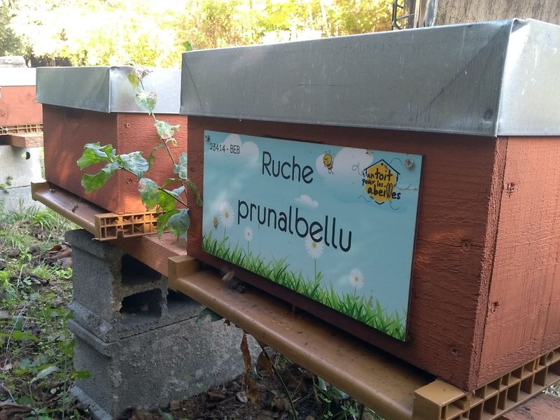 La ruche Prunalbellu