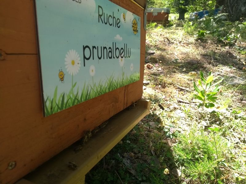 La ruche Prunalbellu