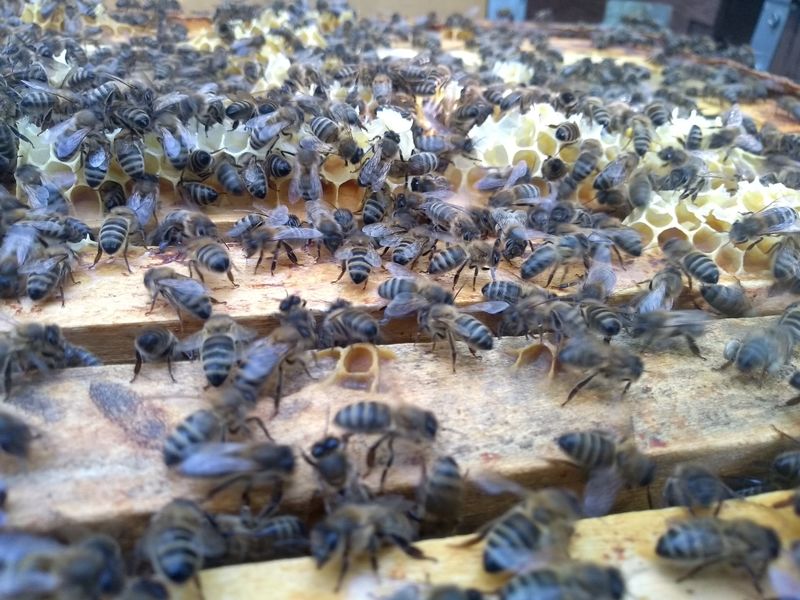 La ruche Prunalbellu