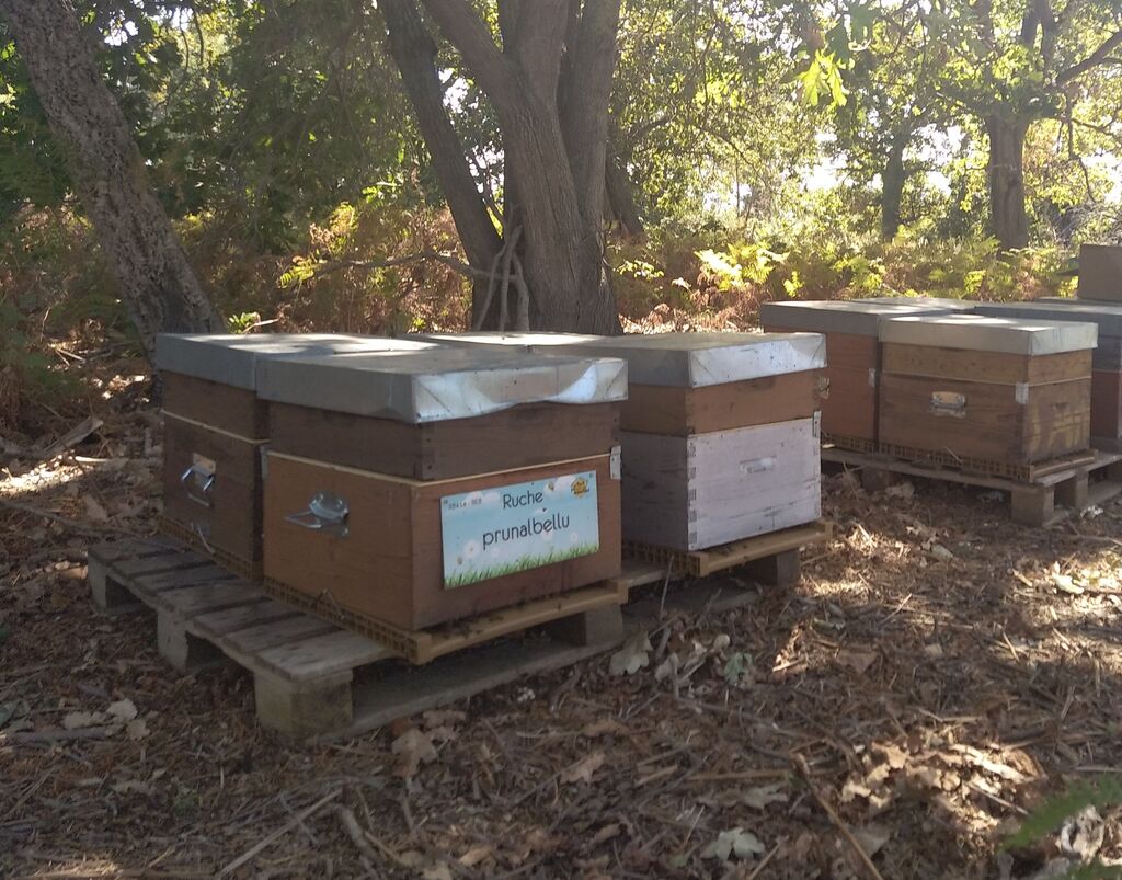La ruche Prunalbellu
