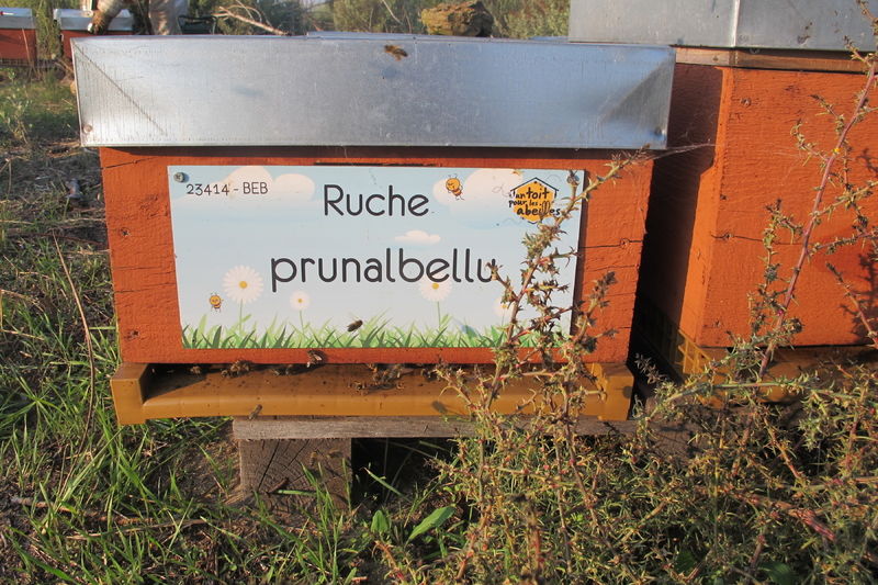 La ruche Prunalbellu
