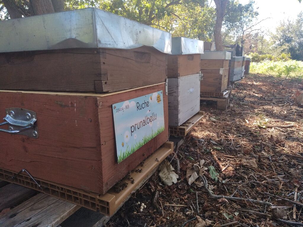 La ruche Prunalbellu