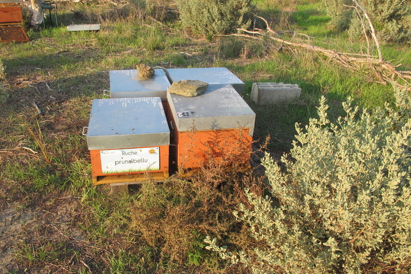 La ruche Prunalbellu
