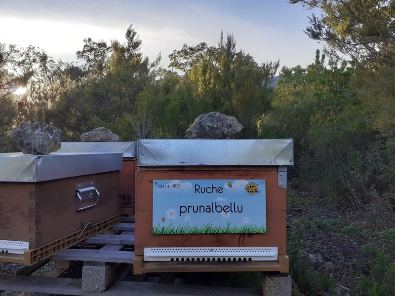La ruche Prunalbellu