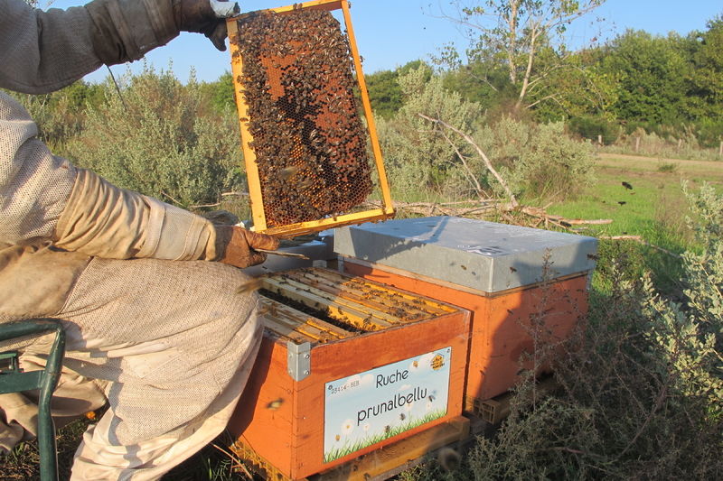 La ruche Prunalbellu