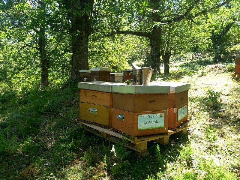 La ruche Prunalbellu