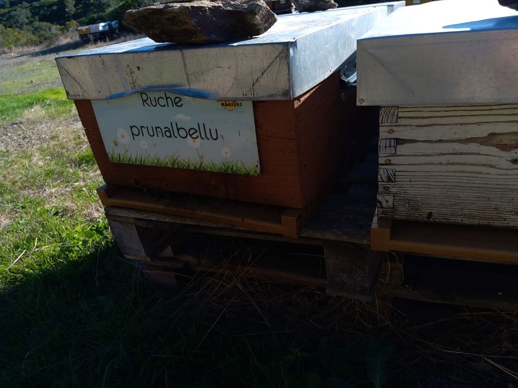 La ruche Prunalbellu