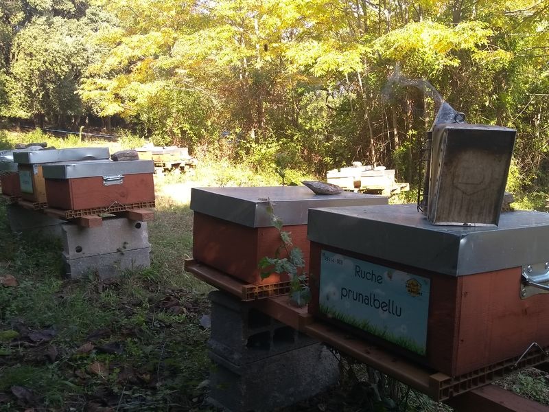 La ruche Prunalbellu
