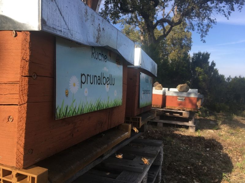 La ruche Prunalbellu