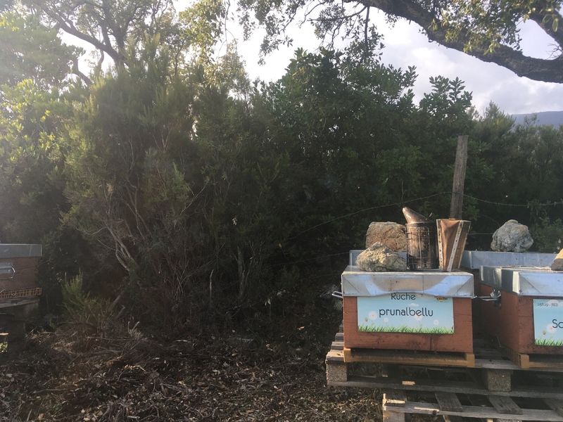 La ruche Prunalbellu