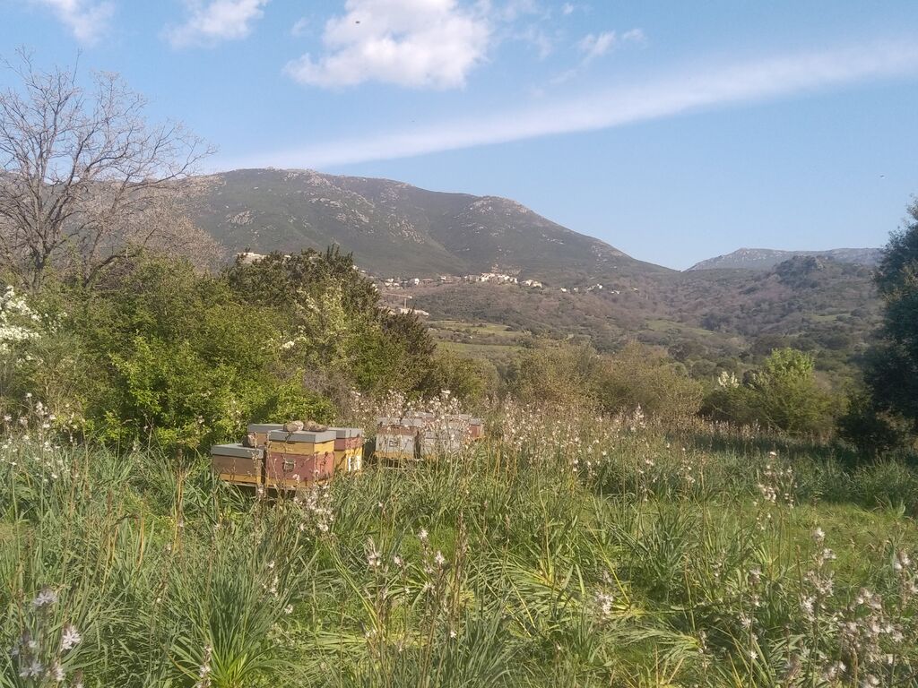 La ruche Prunalbellu