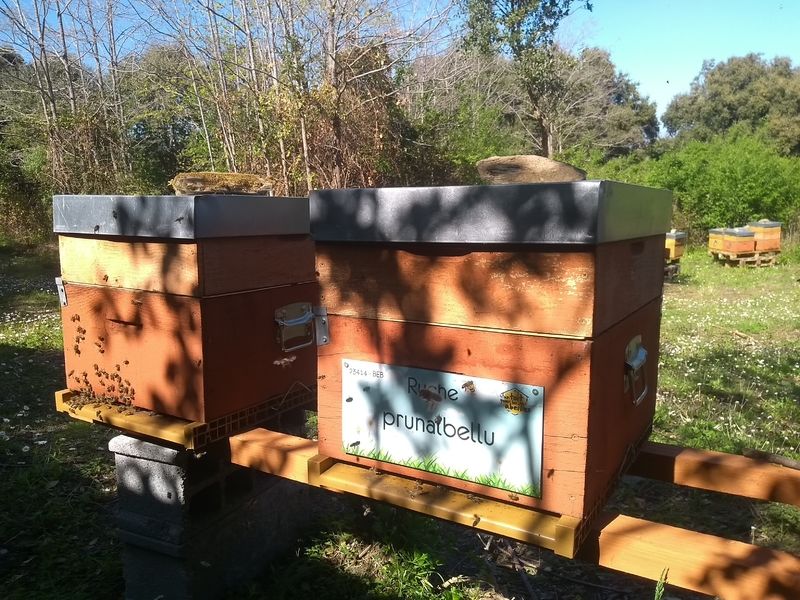 La ruche Prunalbellu