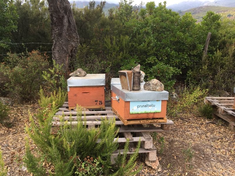 La ruche Prunalbellu