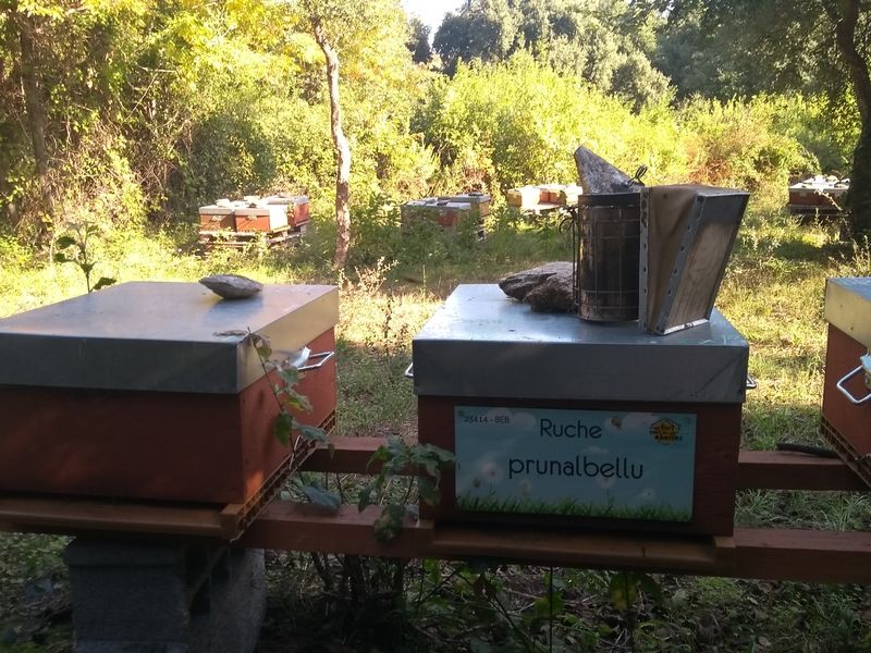 La ruche Prunalbellu