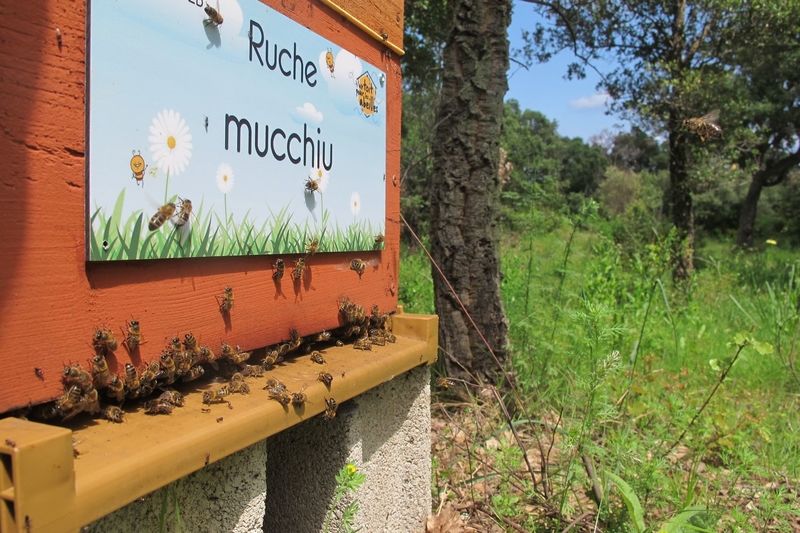 La ruche