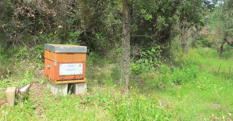 La ruche Mucchiu