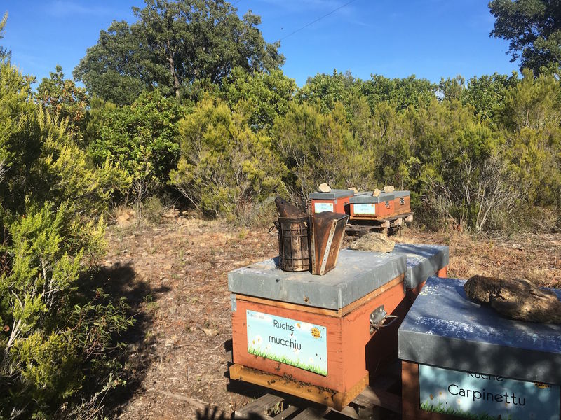 La ruche Mucchiu