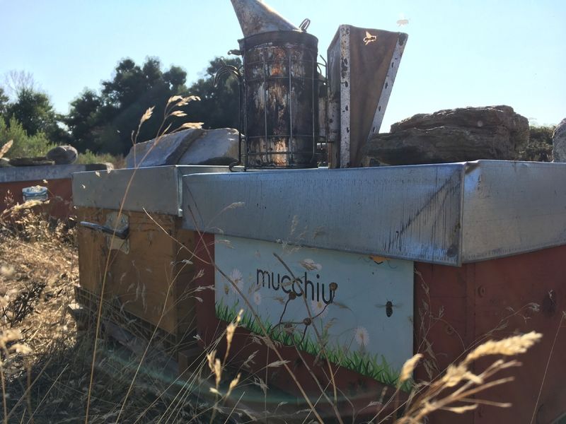 La ruche Mucchiu