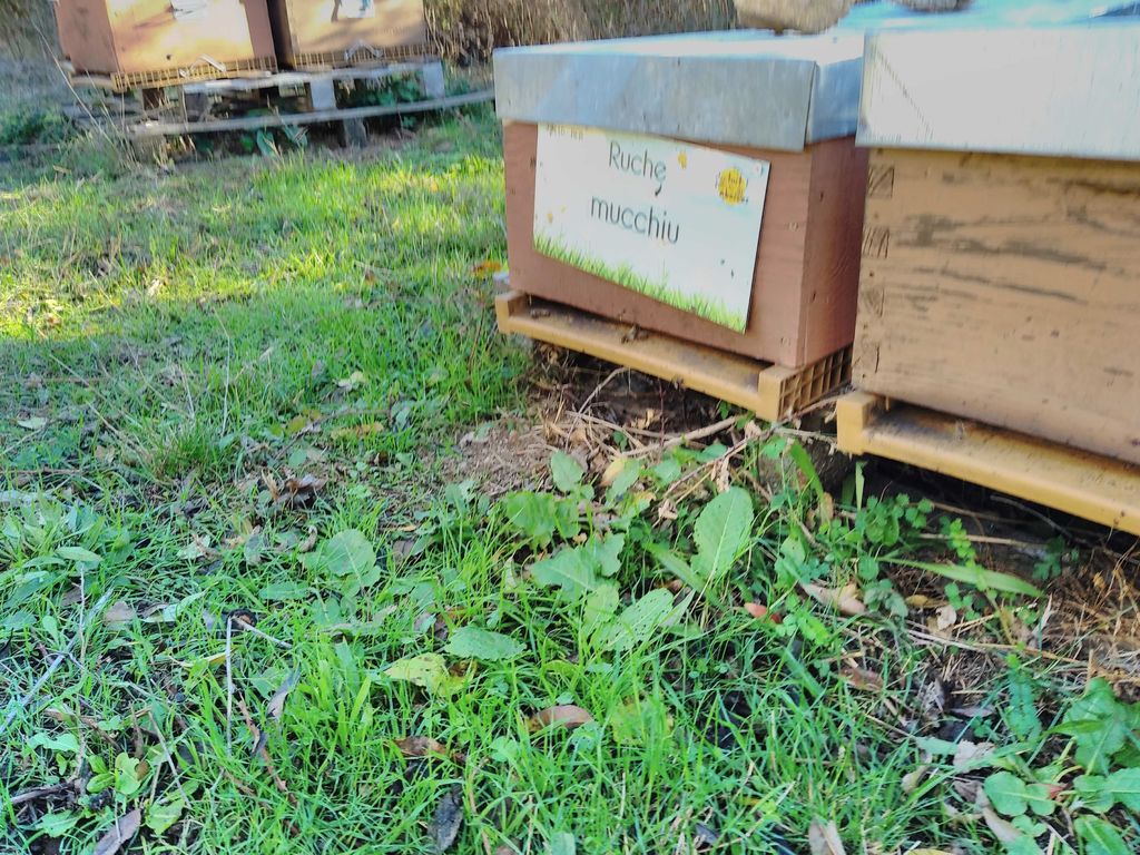 La ruche Mucchiu