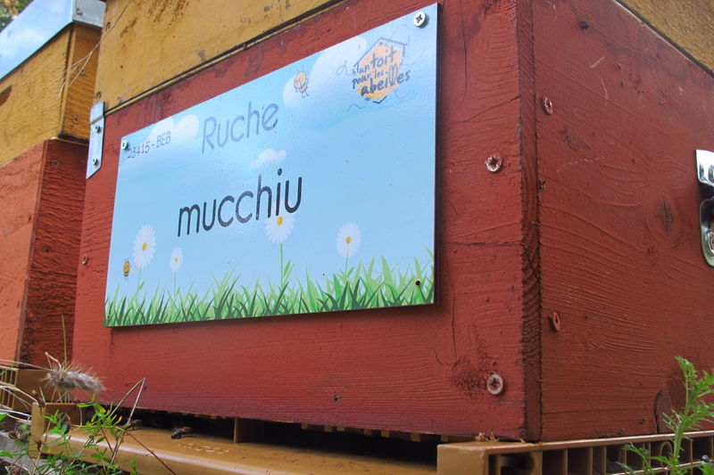 La ruche Mucchiu