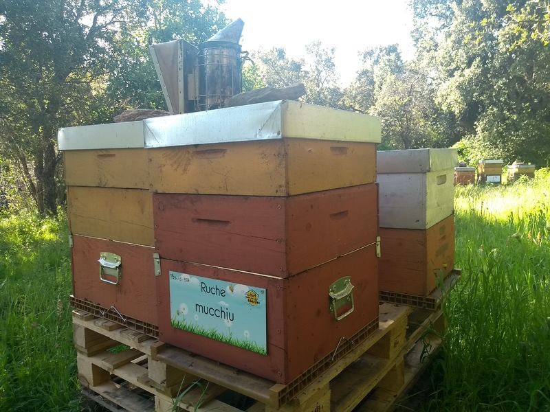 La ruche Mucchiu