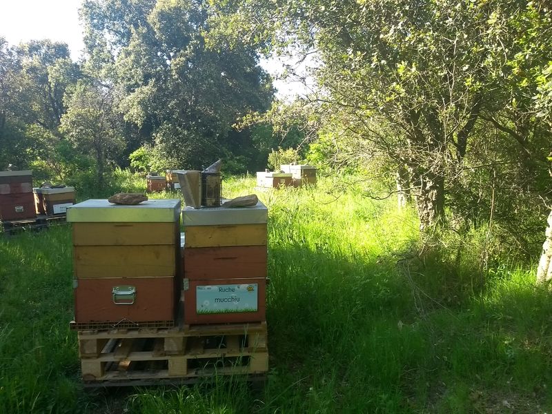 La ruche Mucchiu