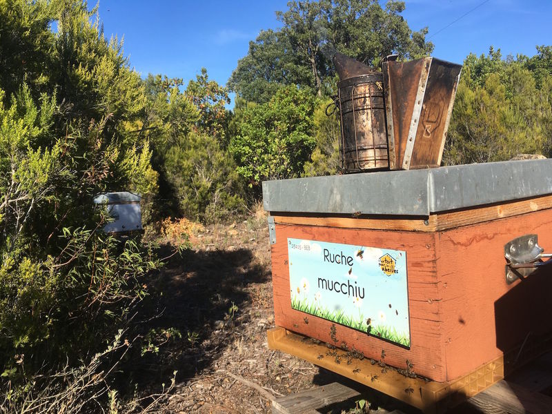 La ruche Mucchiu