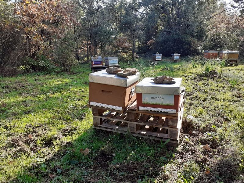 La ruche Mucchiu