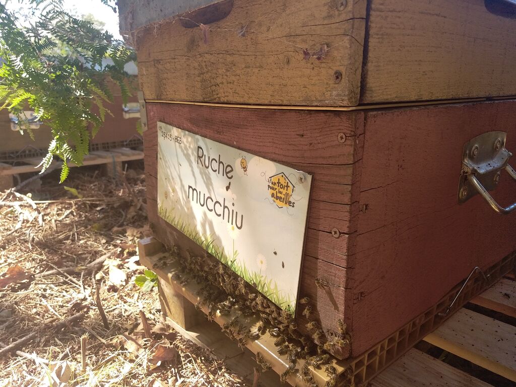 La ruche Mucchiu
