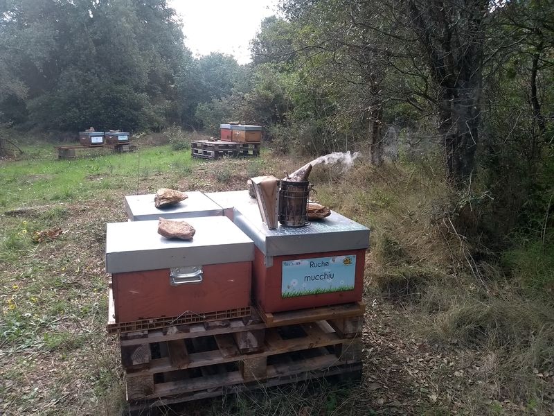 La ruche Mucchiu