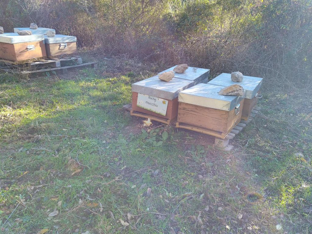La ruche Mucchiu